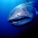 Illustration for article titled ODeck Shark Week: Deep Water Aliens